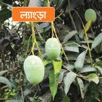 Langra Mango 20 KG