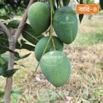 Bari-4 Mango 20 KG
