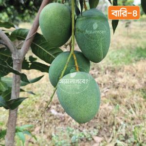 Bari-4 Mango 10 KG
