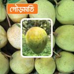 Gourmoti Mango 20 KG
