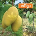 Katimoon Mango 20 KG